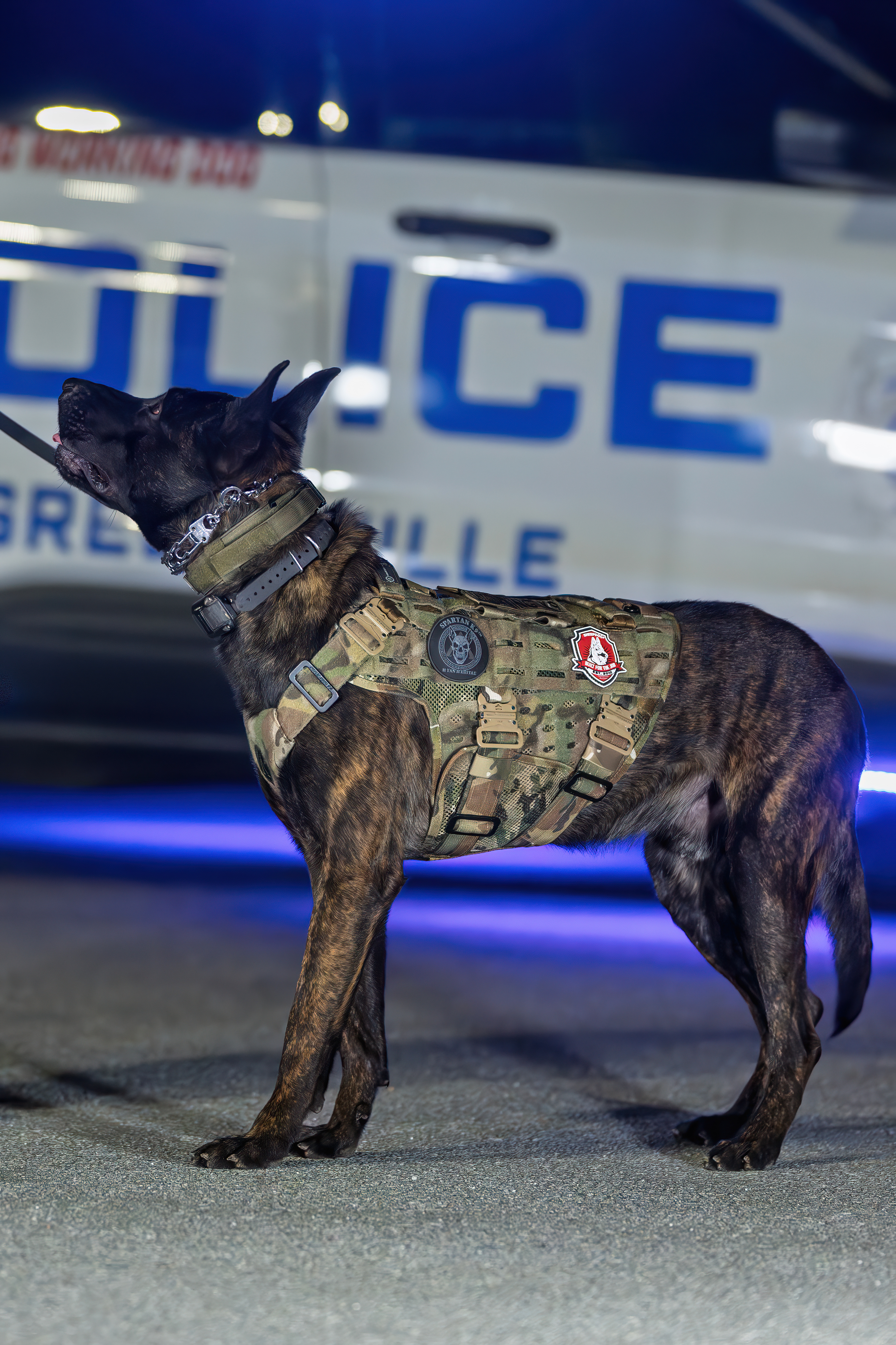 Spartan K9 Trident Tracking Patrol Harness